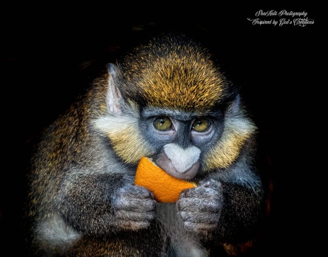 Guenon Monkey