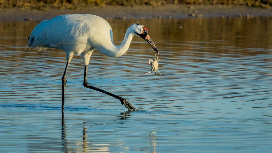 Whooping Crane With Seafood Dinner