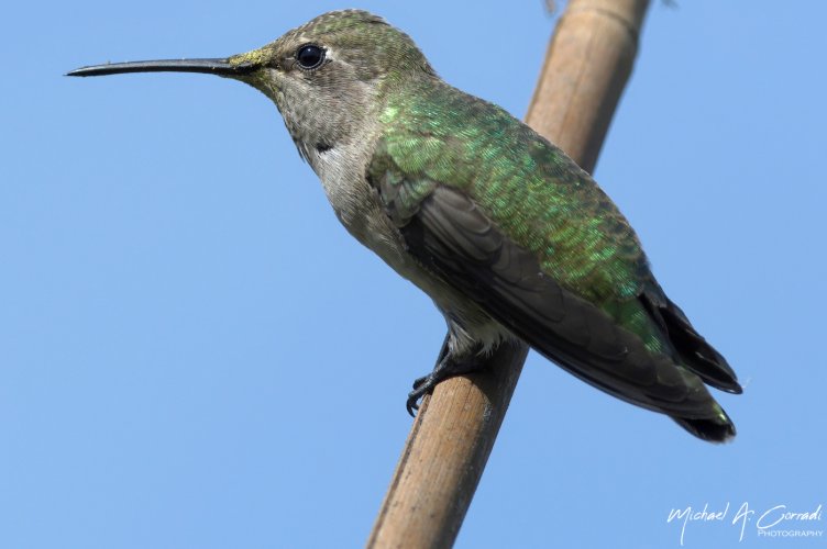 Hummingbird at rest