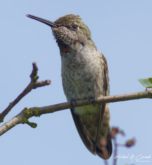 Hummers -- Share Your Hummingbird Images