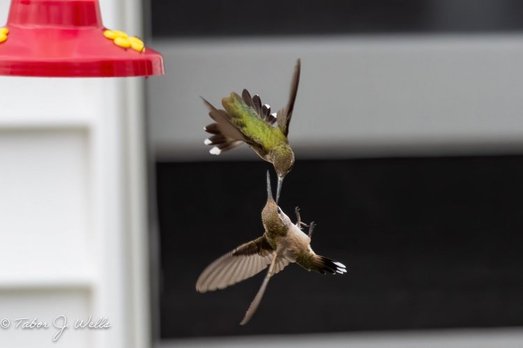 Birds in Flight -- Share your BIF Images