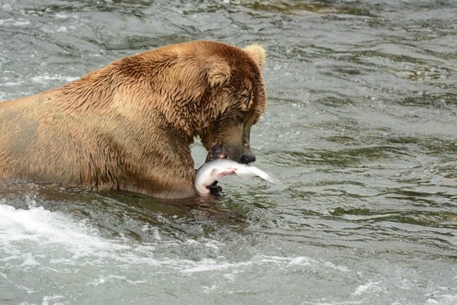 Bear Catching Fish