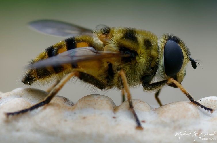 Backyard insect