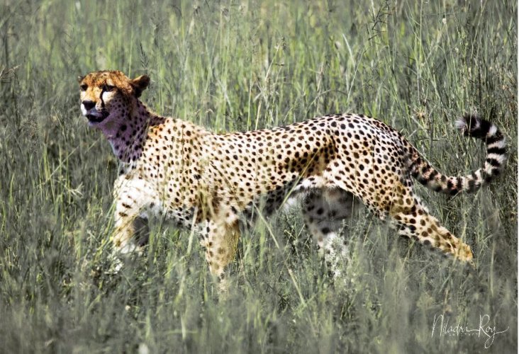Cheetah. Serengeti, Tanzania.
