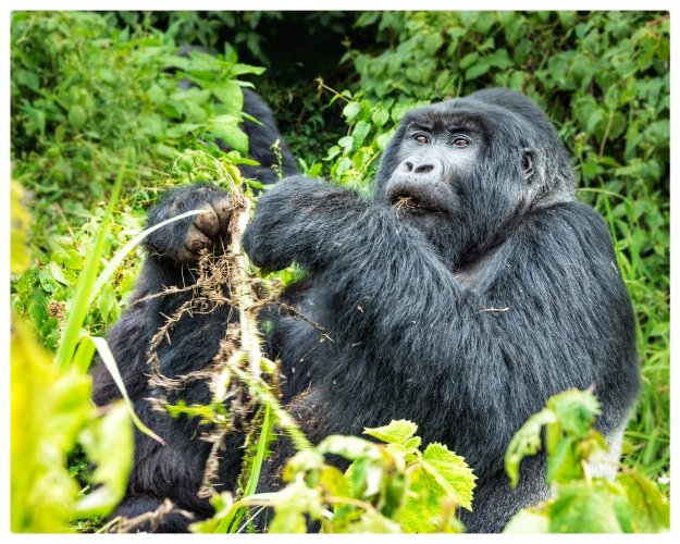 Silverback Gorilla - Volcanoes National Park Rwanda