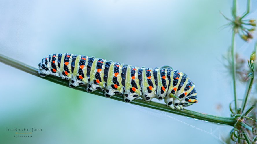 caterpillar Swallowtail