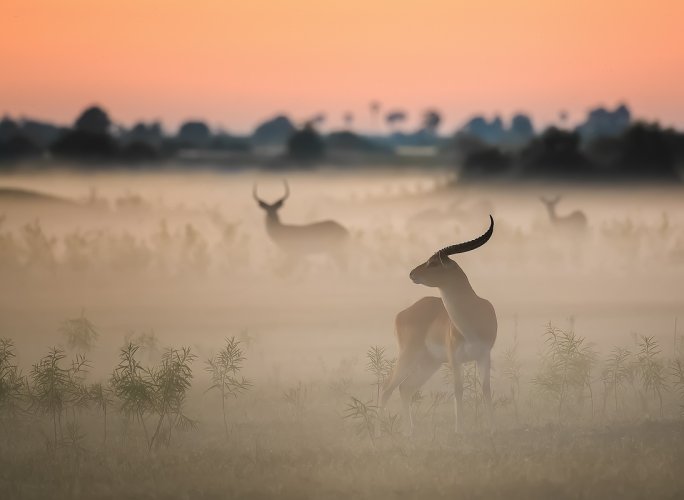 Red Lechwe in Okavango Morning Mist