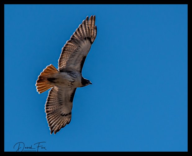 Birds in Flight -- Share your BIF Images