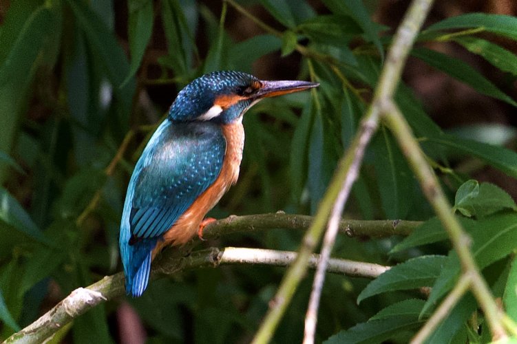 At last - My first Kingfisher of the year