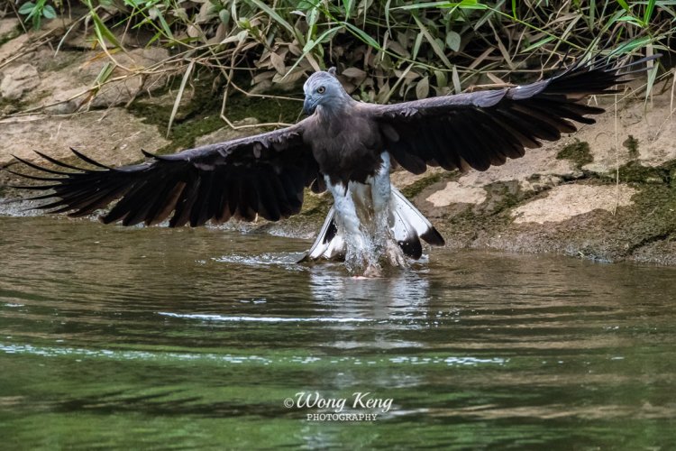 Grey-headed Fish Eagle (GHFE)