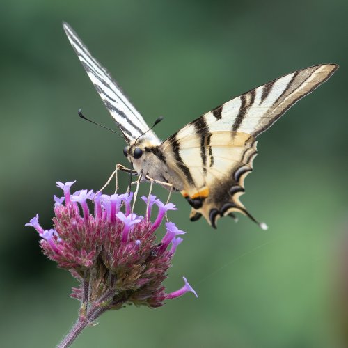 Swallowtail butterfly