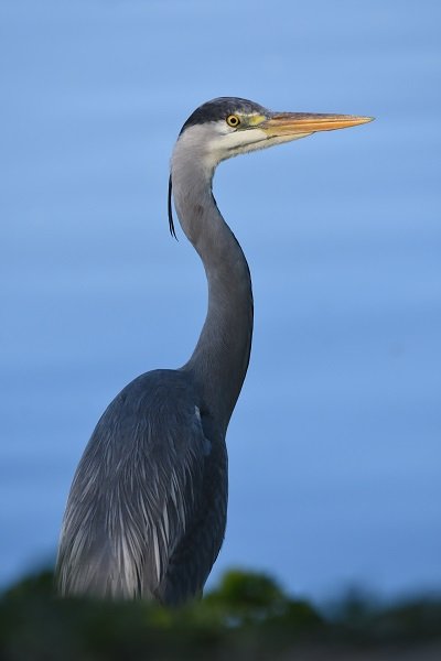 Heron