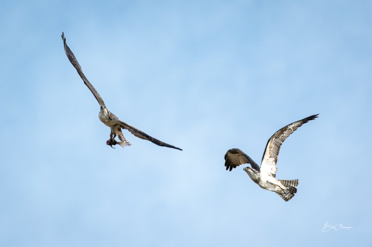 Osprey Interacting in Flight