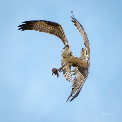 Osprey Interacting in Flight