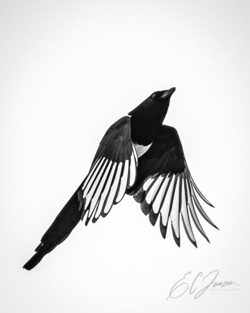 Birds in Flight -- Share your BIF Images