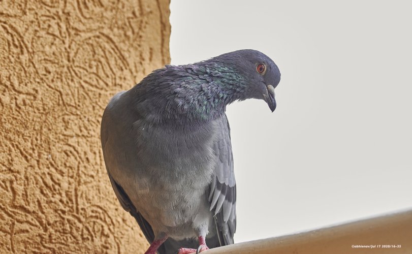 Rock Pigeon: Can anyone pose better?