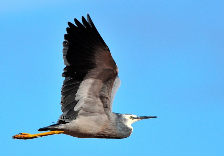 Birds in Flight -- Share your BIF Images