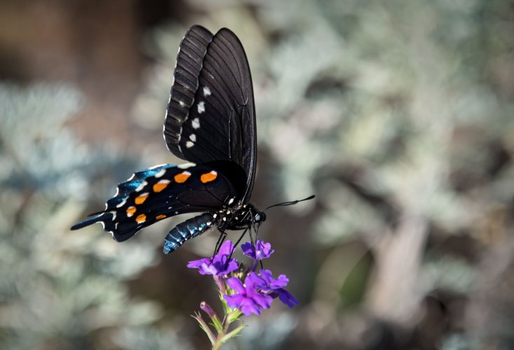 Pipevine Swallowtail