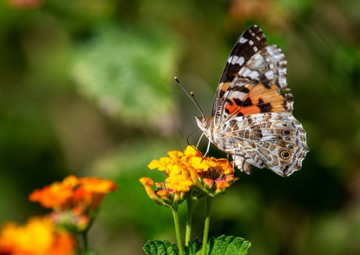 Painted Lady