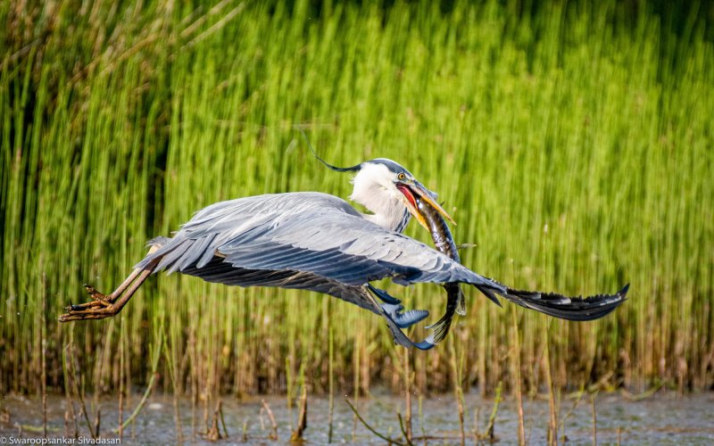 Grey heron flying with a big catch