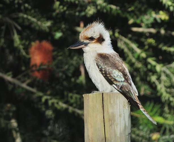 Laughing Kookaburra....