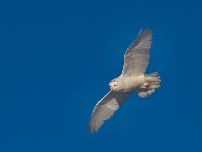 Birds in Flight -- Share your BIF Images