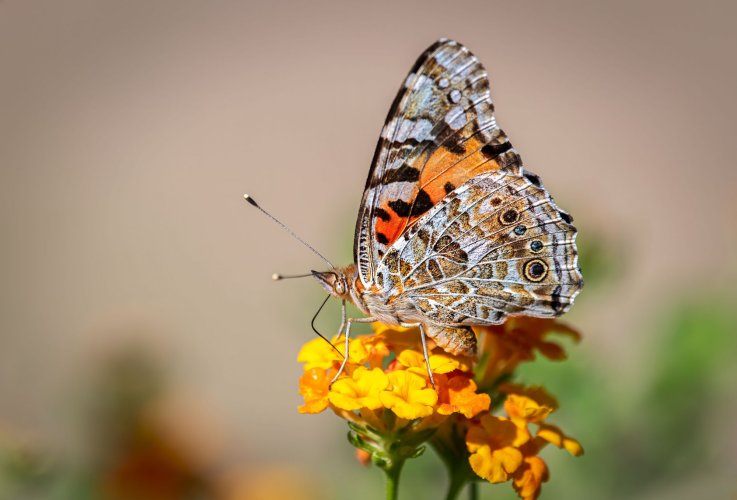 Painted Lady 2