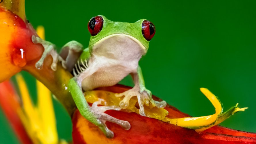 Red-eyed Tree Frog: Costa Rica