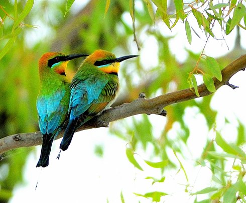 Rainbow Bee Eaters.....