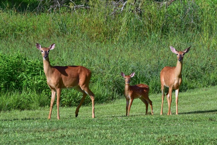 3 Deer