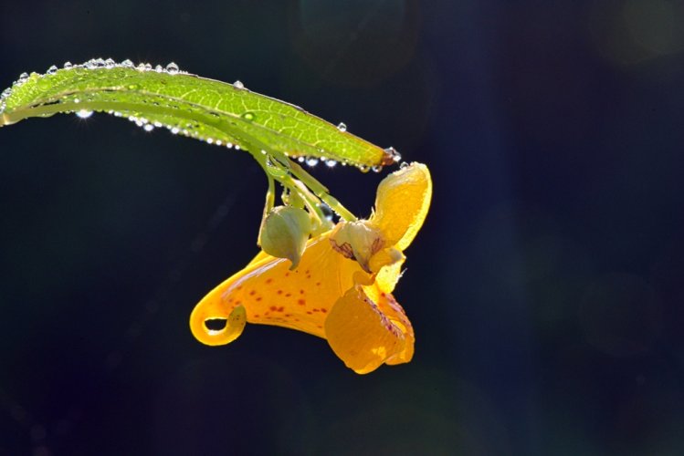 Jewel Weed