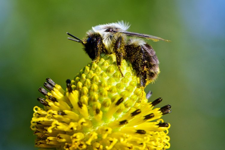 Bee on Coneflower