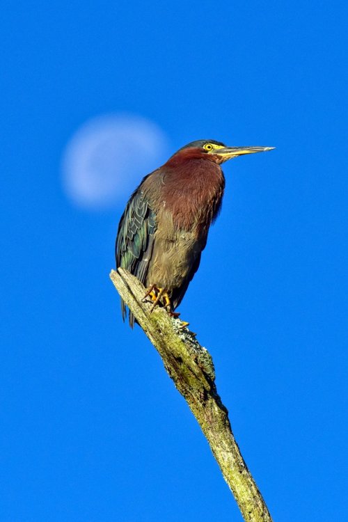 Green Heron