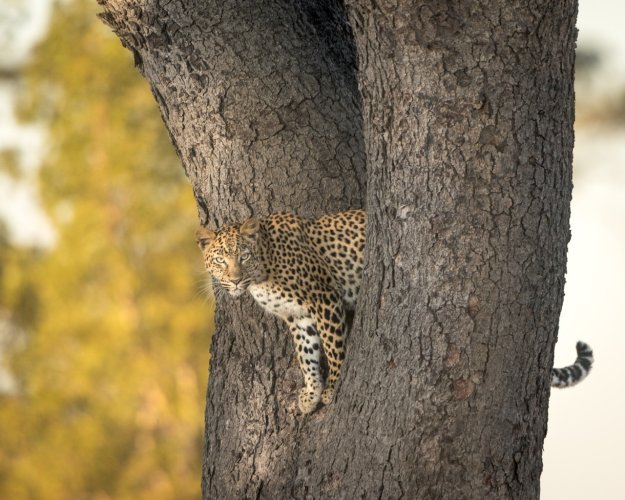 Leopard in a Tree, Hwange Zimbabwe