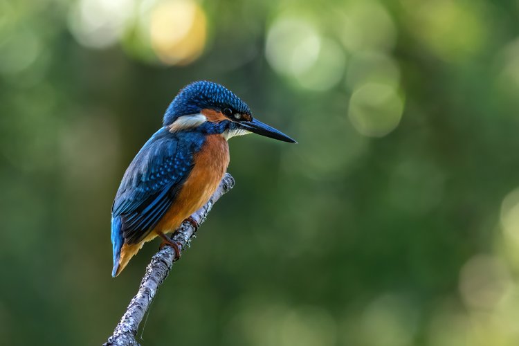 Kingfisher - and Thank you Steve