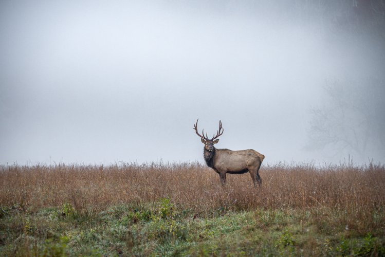 Elk in the fog