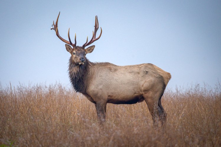 Elk in the fog