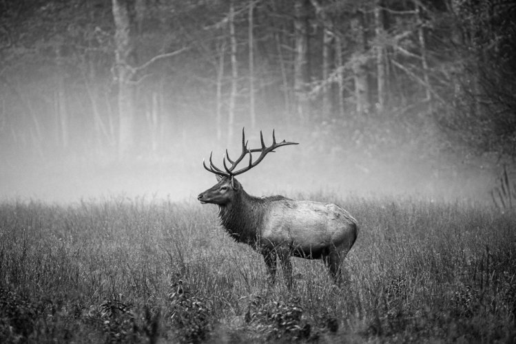 Elk in the fog