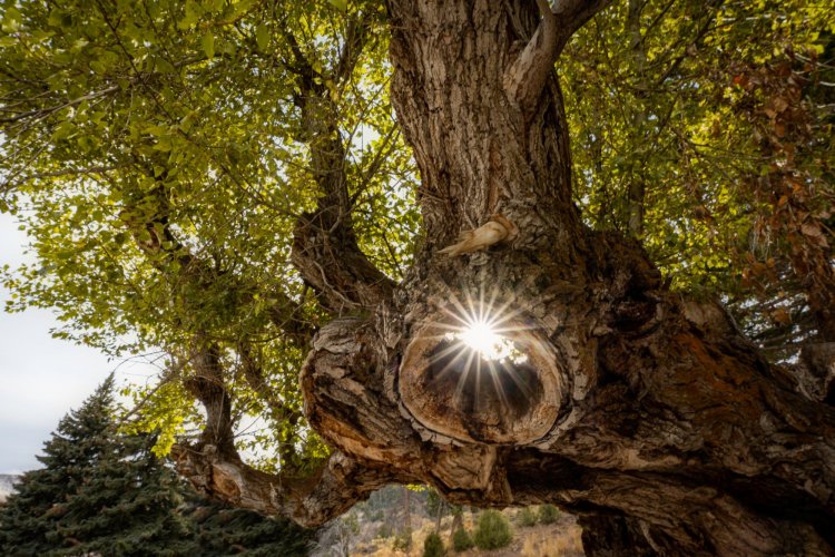 Sunburst through a tree