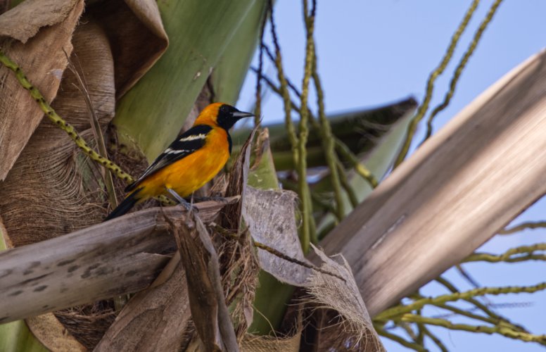Hooded Oriole in a Palm Tree