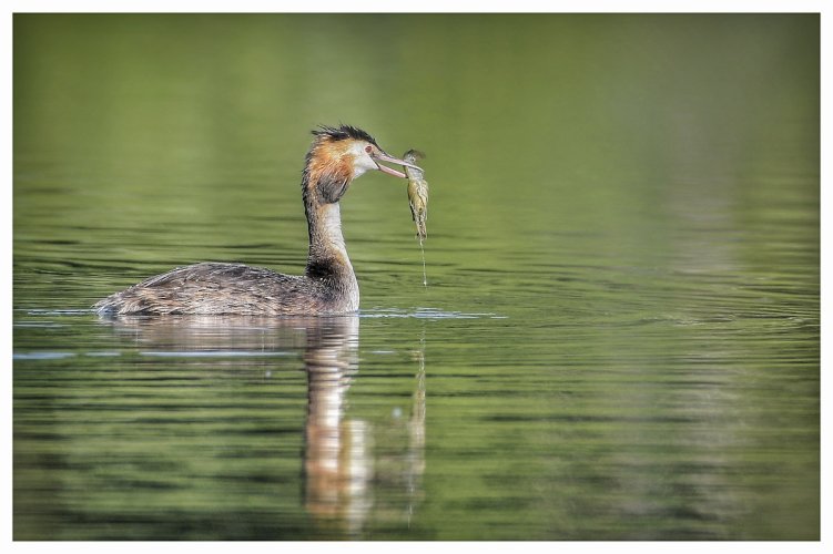 Great crested grebe with?