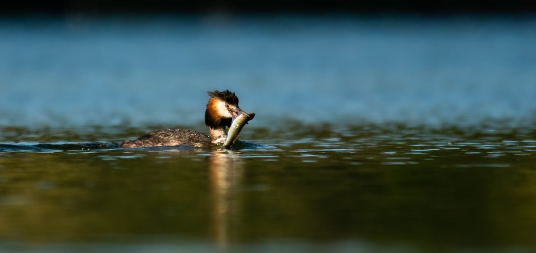 Great Crested Grebe Dinner Time!
