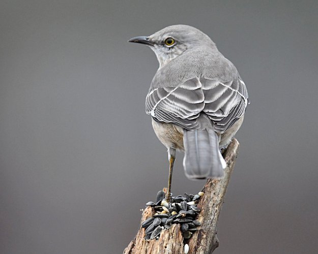 Northern Mockingbird