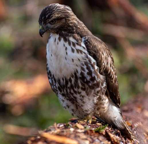 First post as new member Juvenile red tail hawk D7500