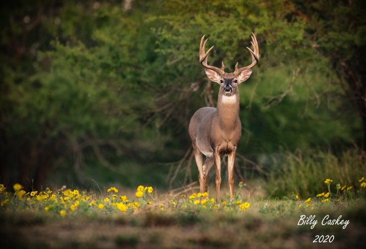 Whitetail Buck, Bee County, TX