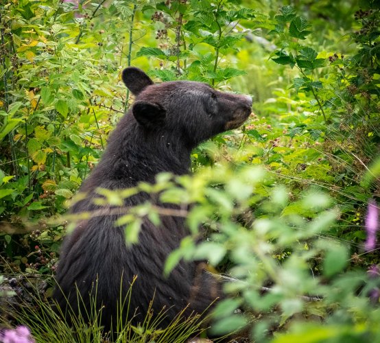 Black bear in the berry patch earlier this year