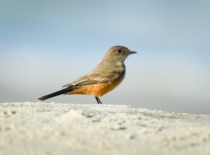 Unknown bird type at the beach
