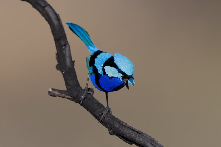 Three Fairy Wren Species