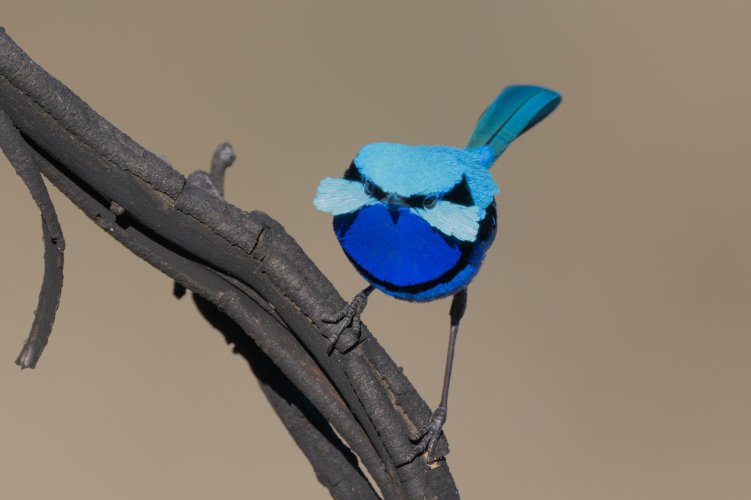 Three Fairy Wren Species