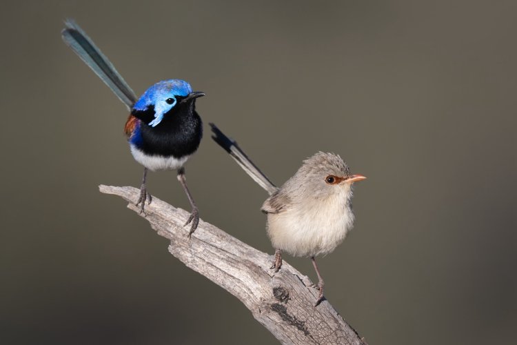 Three Fairy Wren Species